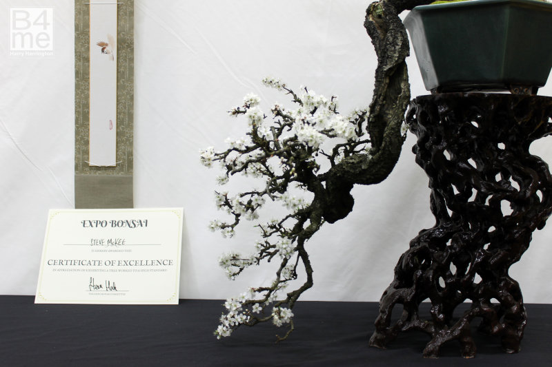 Prunus spinosa Blackthorn bonsai